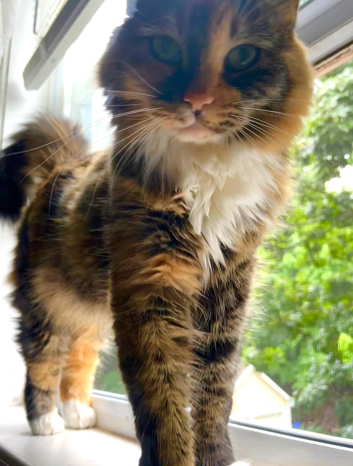 Dahlia is registered to the contest to win money with this photo: carnivore, cat, claw, domestic_short_haired_cat, felidae, fur, paw, small_to_medium_sized_cats, snout, tail, terrestrial_animal, whiskers, window