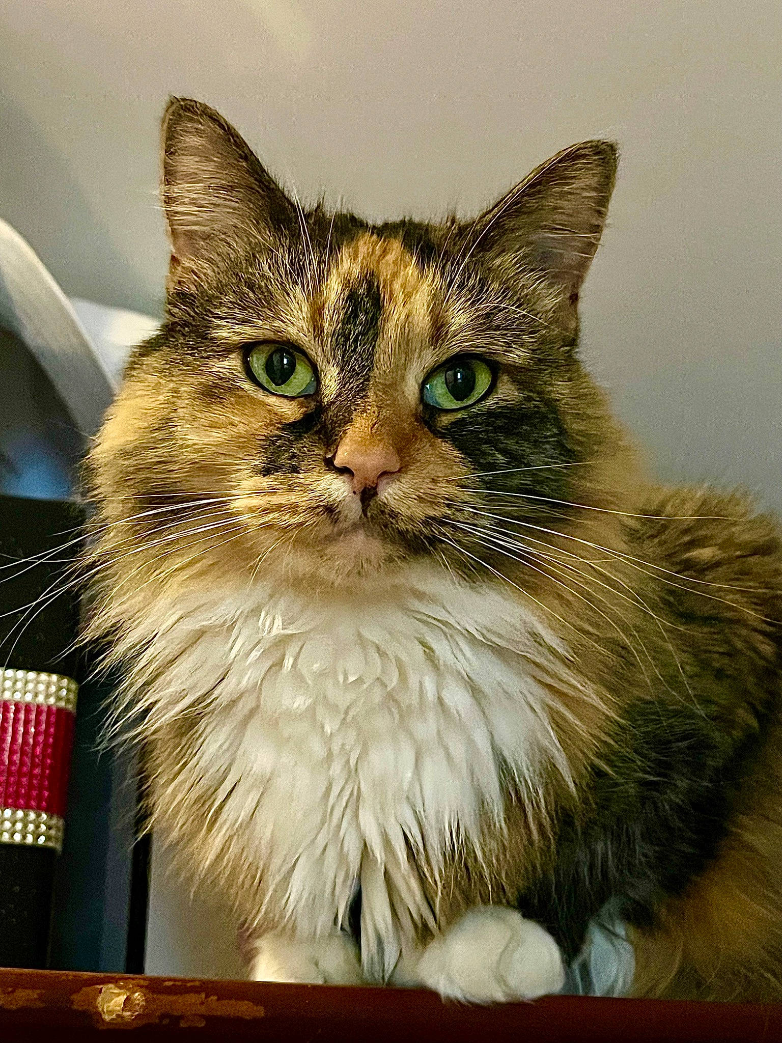 Dahlia joined the competition — help win amazing prizes! art, box, carnivore, cat, domestic_short_haired_cat, felidae, fur, illustration, rectangle, small_to_medium_sized_cats, snout, terrestrial_animal, whiskers, wildlife