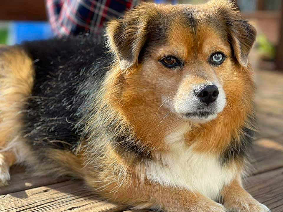 Romo