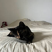 Maki participe au concours pour gagner de l'argent avec cette photo : cat, kitten, calico, black_and_orange, pet, animal, feline, bed, bedroom, white_bedding, blanket, pillow, lying_down, resting, staring, whiskers, ears, indoor, cozy, plush_toy