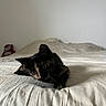 cat, kitten, calico, black_and_orange, pet, animal, feline, bed, bedroom, white_bedding, blanket, pillow, lying_down, resting, staring, whiskers, ears, indoor, cozy, plush_toy
