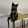 cat, kitten, tortoiseshell, black_cat, brown_fur, sitting, indoors, table, wooden_table, furniture, tail, whiskers, ears, eyes, portrait, pet, animal, home, textured_wall, cute