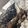 cats, tortoiseshell_cats, sleeping, cuddling, blanket, cozy, indoors, bed, fur, whiskers, ears, paws, relaxed, nap, pets, feline, black_fur, orange_fur, calico_pattern, portrait