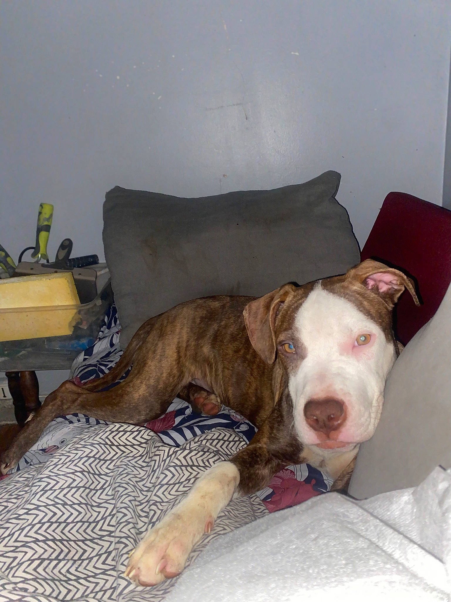 Baky a rejoint le concours — aidez-le/la à gagner de superbes lots ! canidae, carnivore, comfort, companion_dog, couch, dog, dog_breed, dog_supply, fawn, flooring, fur, hardwood, liver, living_room, non_sporting_group, pet_supply, room, sleeper_chair, sporting_group, working_animal