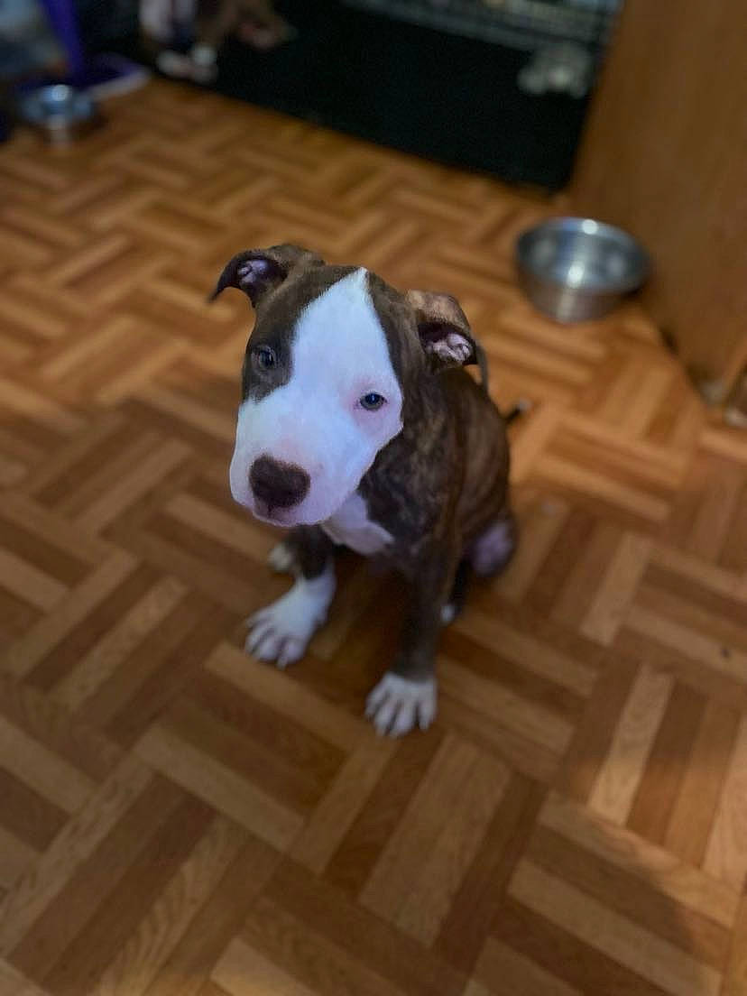 Baky participe au concours pour gagner de l'argent avec cette photo : carnivore, collar, companion_dog, dog, dog_breed, dog_collar, fawn, floor, flooring, hardwood, laminate_flooring, pet_supply, tail, tile_flooring, varnish, whiskers, wood, wood_flooring, wood_stain, working_animal