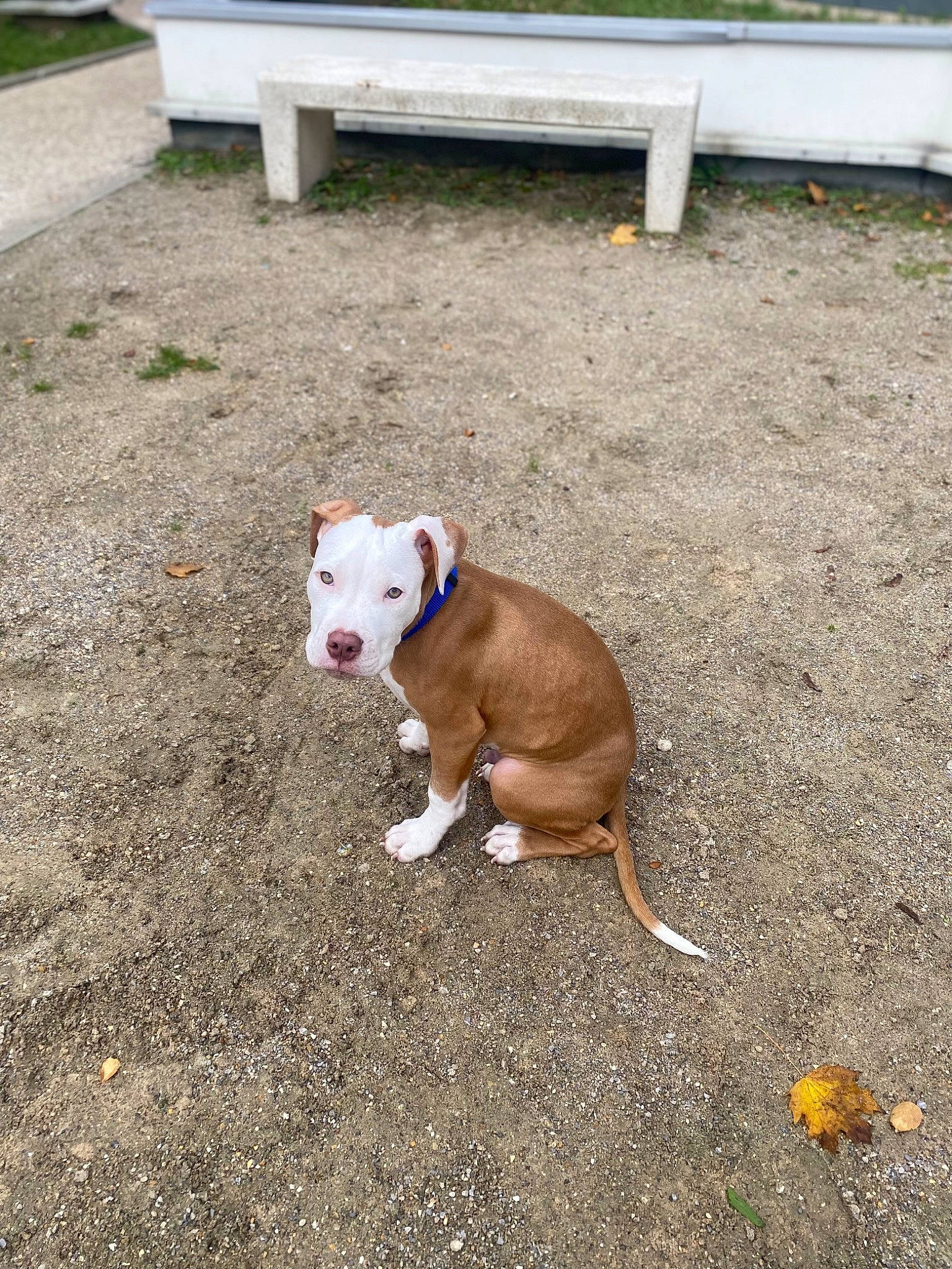 Barry participe au concours pour gagner de l'argent avec cette photo : asphalt, canidae, carnivore, collar, companion_dog, concrete, dog, dog_breed, fawn, grass, paw, pet_supply, road_surface, sidewalk, soil, sporting_group, street_dog, tail, terrestrial_animal, working_animal