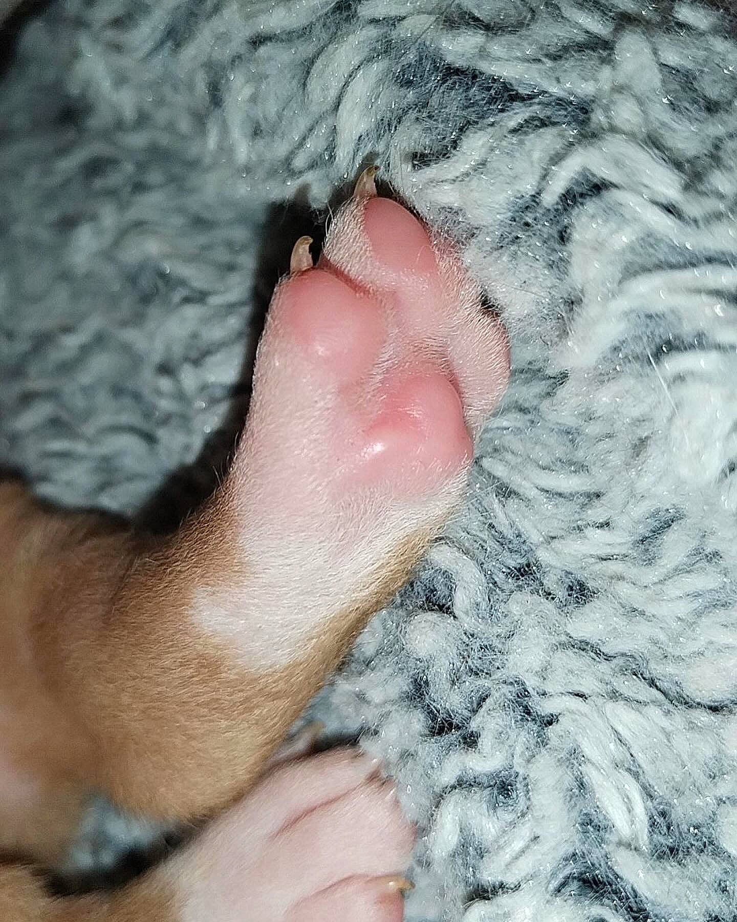 Barry participe au concours pour gagner de l'argent avec cette photo : ankle, barefoot, finger, flesh, foot, fur, gesture, human_body, human_leg, nail, pattern, paw, rock, soil, sole, thumb, toe, water, wrinkle, wrist