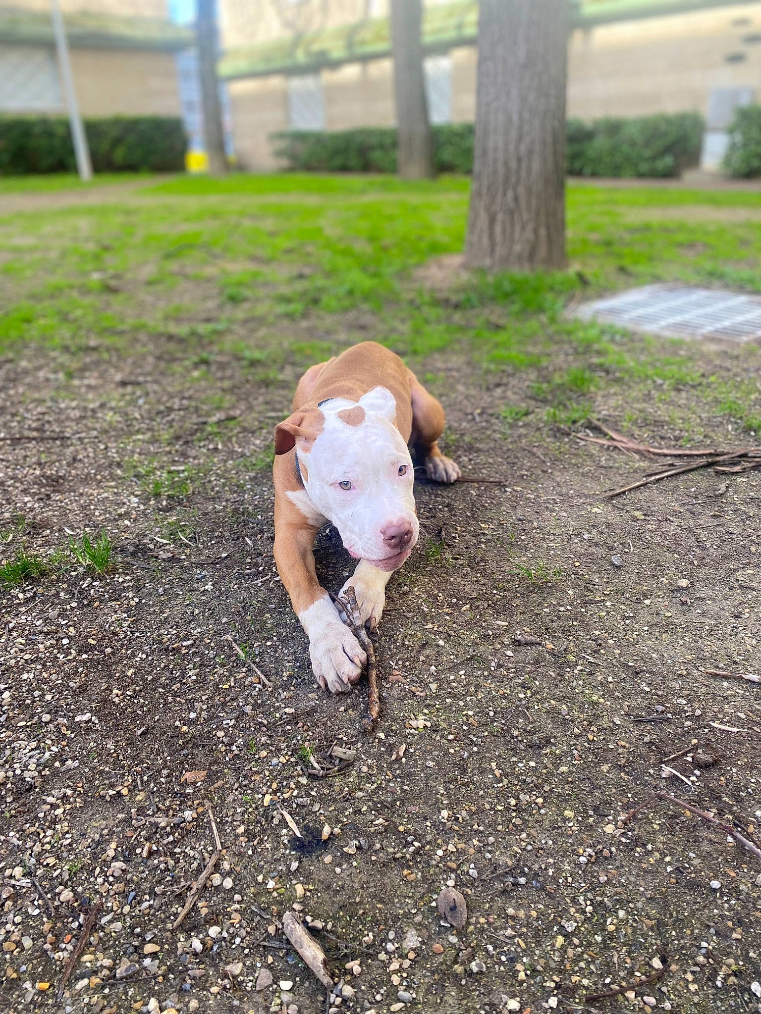 Barry participe au concours pour gagner de l'argent avec cette photo : asphalt, canidae, carnivore, companion_dog, dog, dog_breed, fawn, grass, non_sporting_group, plant, road_surface, soil, sporting_group, street_dog, tail, toy_dog, tree, wood, working_animal