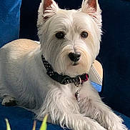 Lucy joined the competition — help win amazing prizes! dog, terrier, white_dog, pet, canine, portrait, sitting, lying_down, groomed, fluffy, long_hair, pointed_ears, dark_eyes, black_nose, collar, indoors, chair, blue_background, front_facing, animal_photography