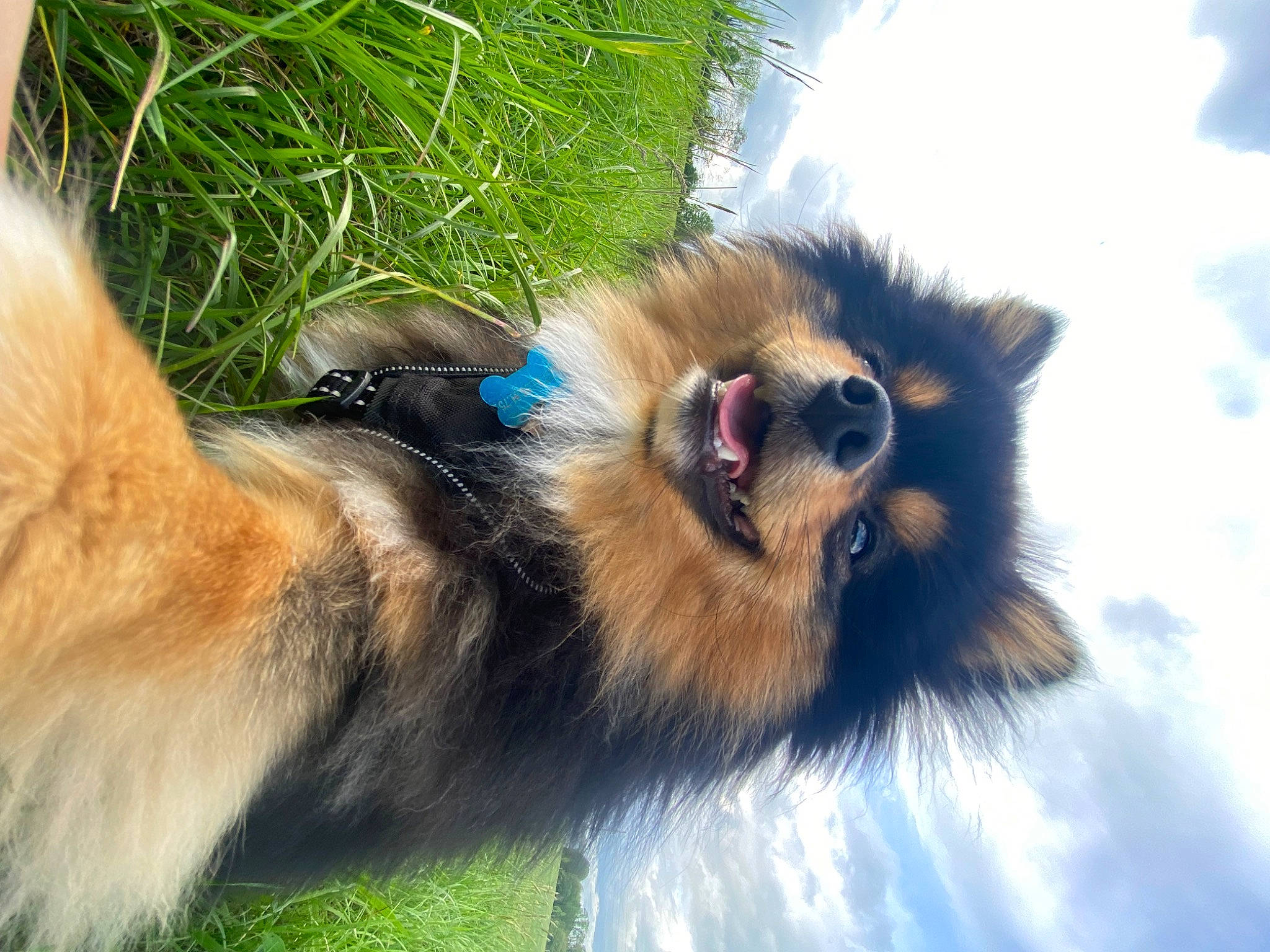 Peppa participe au concours pour gagner de l'argent avec cette photo : carnivore, cloud, collie, companion_dog, dog, dog_breed, fawn, fur, german_spitz, german_spitz_klein, german_spitz_mittel, herding_dog, old_german_shepherd_dog, scotch_collie, shetland_sheepdog, sky, snout, spitz, terrestrial_animal, whiskers