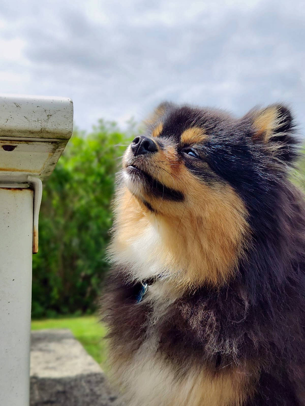 Peppa a rejoint le concours — aidez-le/la à gagner de superbes lots ! carnivore, cloud, companion_dog, dog, dog_breed, fawn, fur, german_spitz, german_spitz_klein, german_spitz_mittel, grass, plant, sky, snout, spitz, sporting_group, terrestrial_animal, tree, whiskers, wildlife