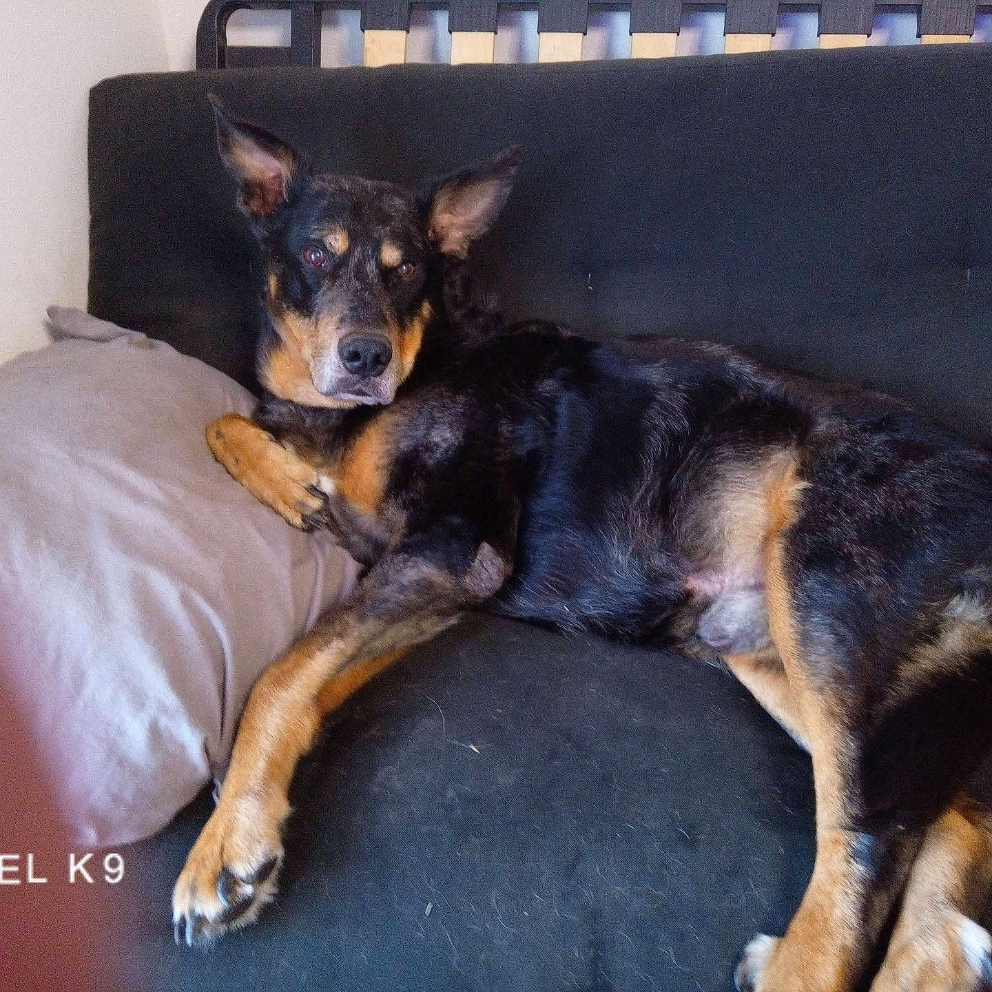 Ryko a rejoint le concours — aidez-le/la à gagner de superbes lots ! animal, black_fur, couch, dog, ears, fur, furniture, home, indoor, lying_down, paw, pet, pillow, portrait, relaxed, resting, sofa, tan_markings, thumb_blur, watermark