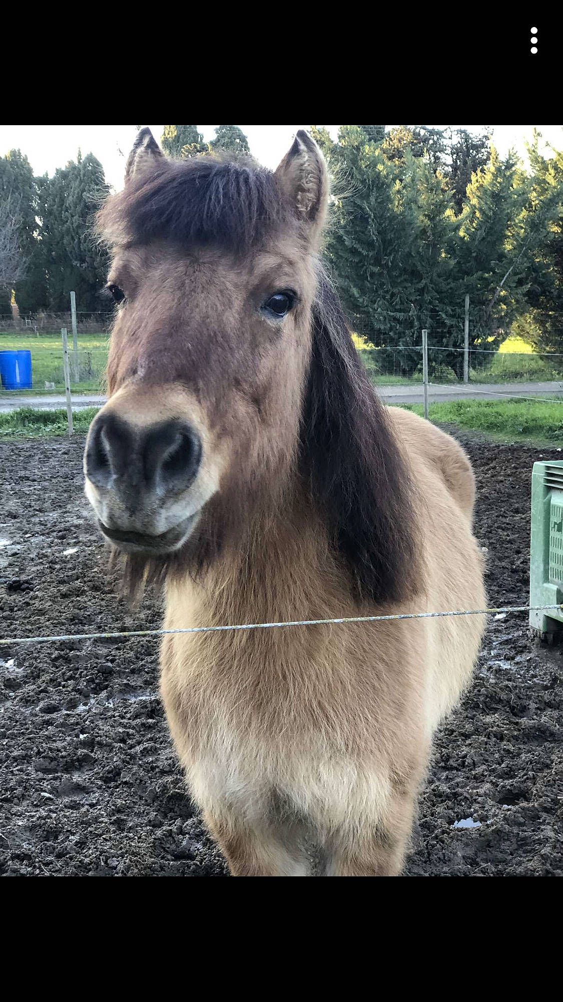 Spirit a rejoint le concours — aidez-le/la à gagner de superbes lots ! colt, farm, foal, horse, livestock, mammal, mane, mare, mustang_horse, nose, pack_animal, pony, shetland_pony, sky, snout, sorrel, stallion, vertebrate, wildlife