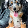 puppy, dog, australian_shepherd, blue_eyes, tricolor, fluffy, sitting, tongue_out, portrait, pet, canine, car, vehicle_interior, seat, seatbelt, close_up, adorable, fur, happy, road_trip
