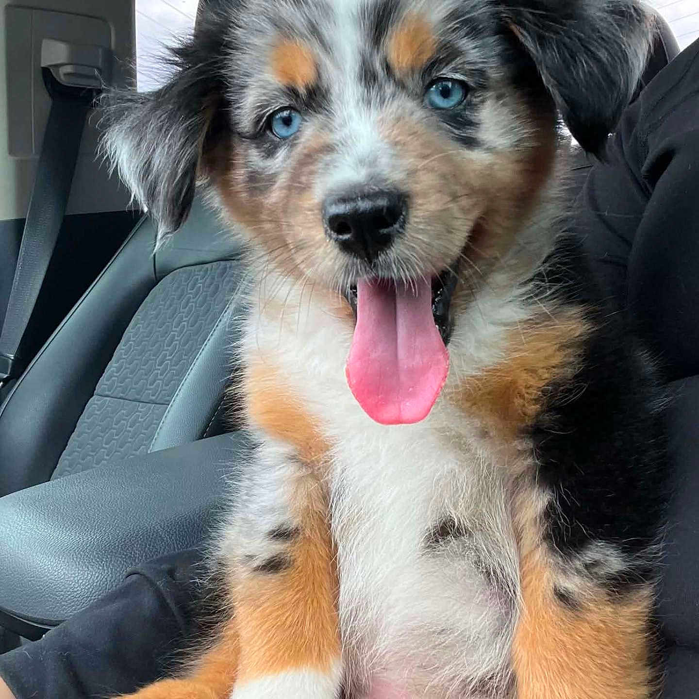 Winston is registered to the contest to win money with this photo: puppy, dog, australian_shepherd, blue_eyes, tricolor, fluffy, sitting, tongue_out, portrait, pet, canine, car, vehicle_interior, seat, seatbelt, close_up, adorable, fur, happy, road_trip
