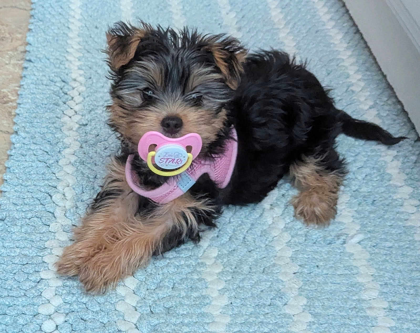 Mercedes joined the competition — help win amazing prizes! puppy, dog, yorkshire_terrier, pink_pacifier, pink_harness, blue_rug, indoor, pet, cute, fur, small_dog, lying_down, front_paws, close_up, portrait, toy, whiskers, ears, nose, brown_black_fur