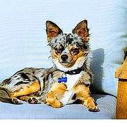 Snow participe au concours pour gagner de l'argent avec cette photo : accessories, animal, armchair, canine, chair, chihuahua, cockerspaniel, collar, collie, couch, cushion, dog, furniture, homedecor, leash, papillon, pet, puppy, strap, terrier