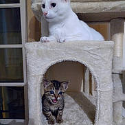 Alpine participe au concours pour gagner de l'argent avec cette photo : cat, kitten, cat_tree, white_cat, tabby_kitten, indoor, pet, animal, feline, cute, young_cat, fur, ears, whiskers, paw, resting, meowing, cozy, household, domestic_animal