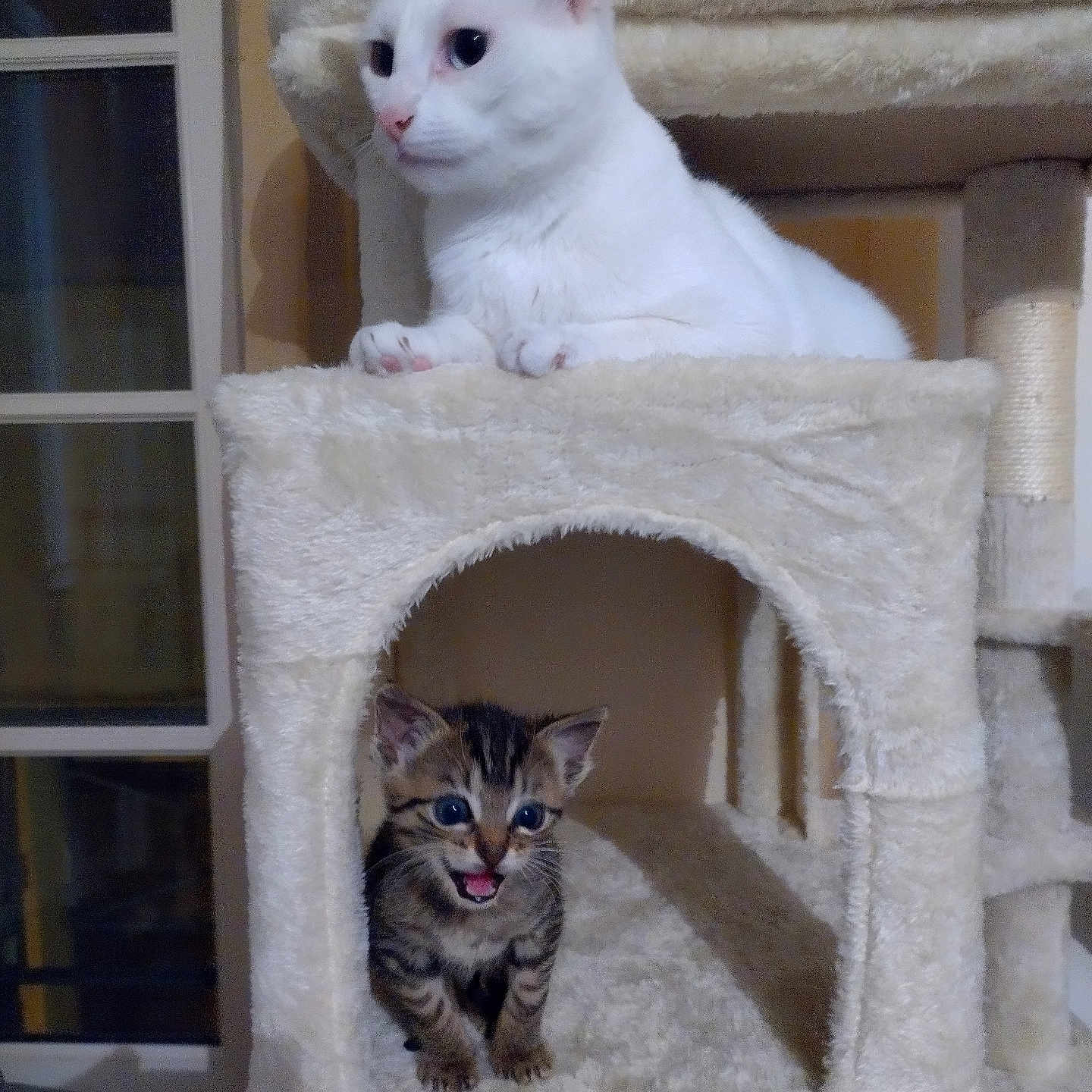 Alpine participe au concours pour gagner de l'argent avec cette photo : cat, kitten, cat_tree, white_cat, tabby_kitten, indoor, pet, animal, feline, cute, young_cat, fur, ears, whiskers, paw, resting, meowing, cozy, household, domestic_animal