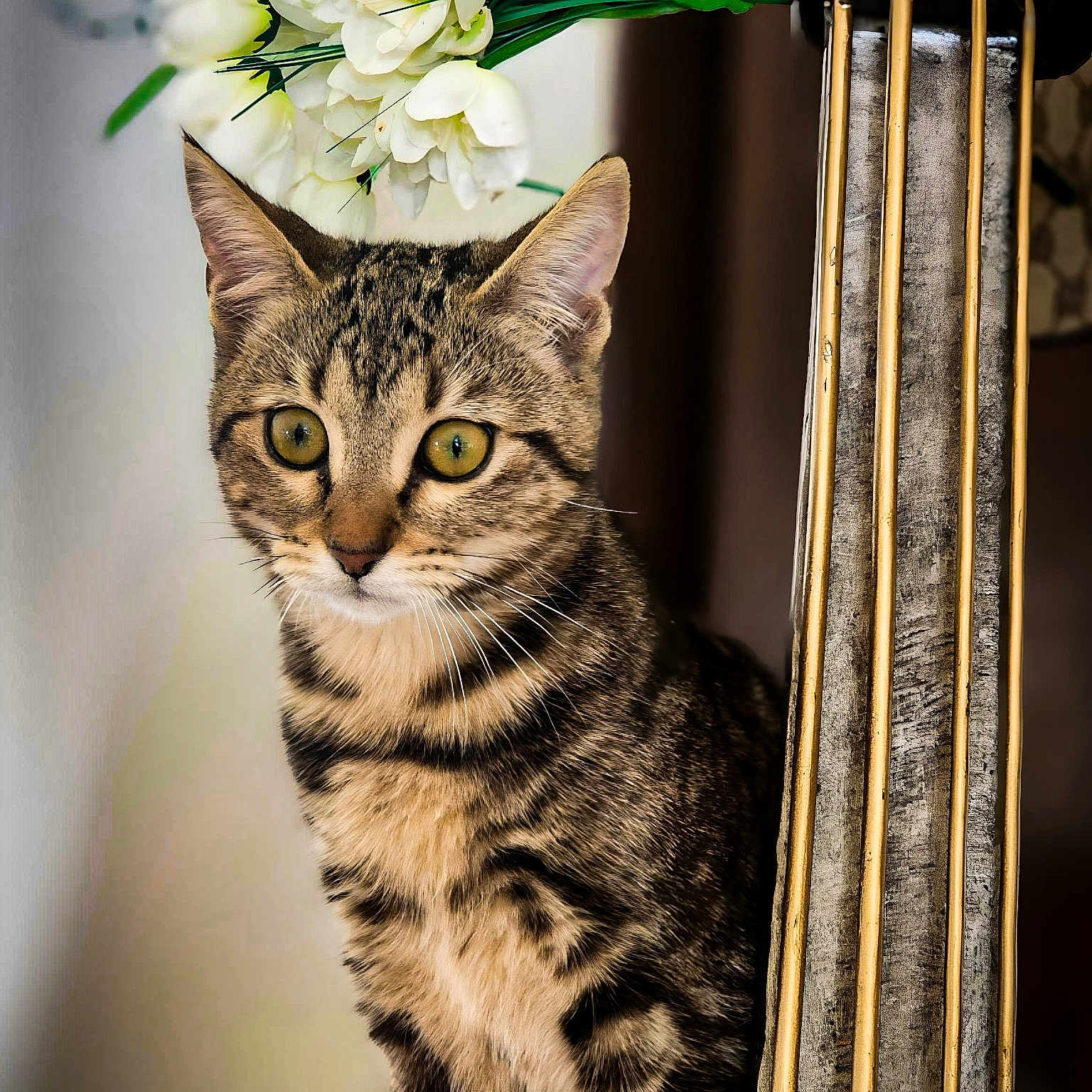 Tina participe au concours pour gagner de l'argent avec cette photo : abyssinian, animal, art, cat, floraldesign, flower, flowerarrangement, flowerbouquet, geranium, graphics, ikebana, kitten, manx, musicalinstrument, pattern, pet, petal, plant, pottedplant, rose