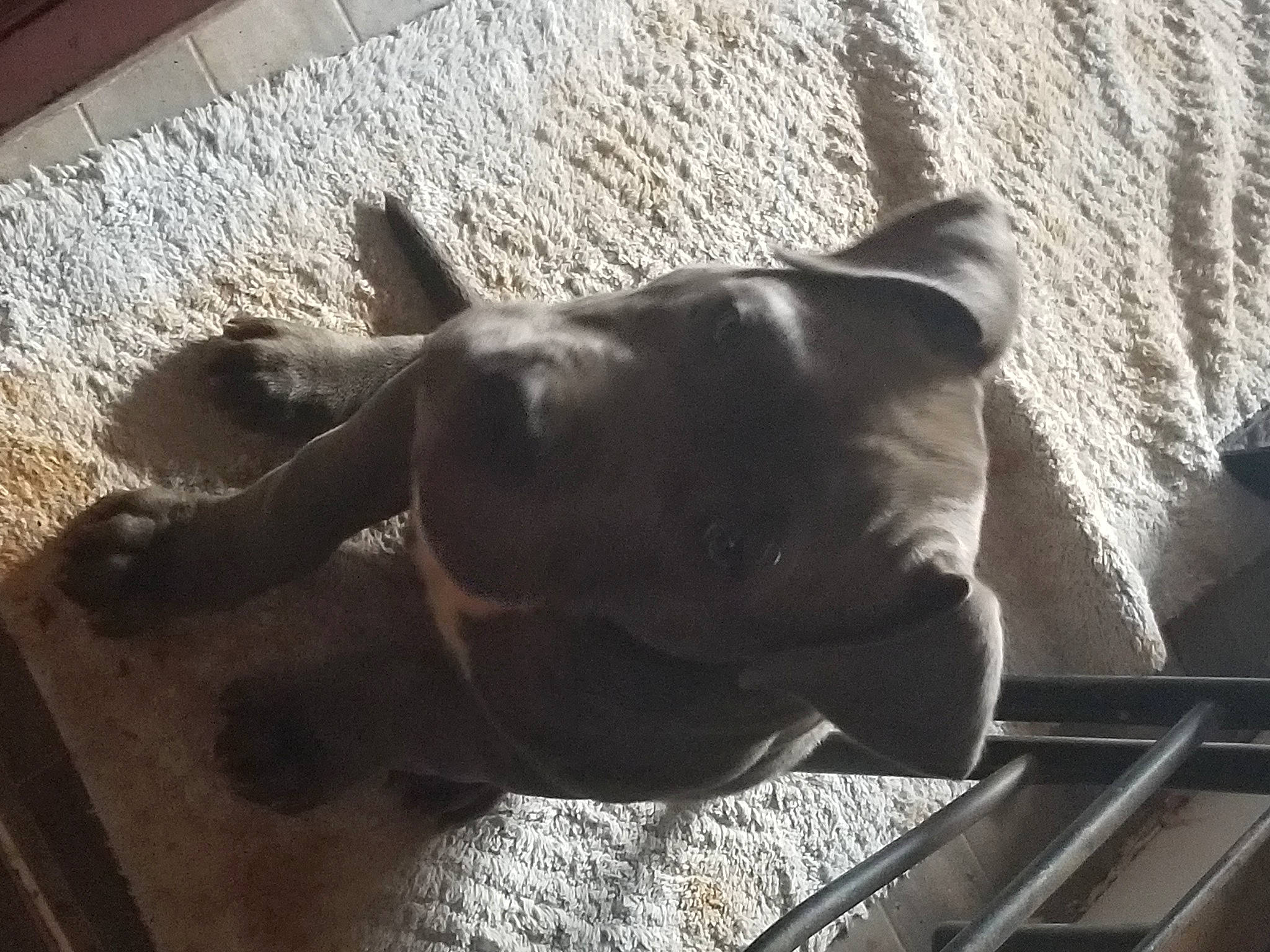 Chikita is registered to the contest to win money with this photo: art, black_rhinoceros, carnivore, dog, dog_breed, fawn, guard_dog, mammal, metal, rhinoceros, sculpture, shadow, snout, statue, tail, terrestrial_animal, vertebrate, wood, working_animal, wrinkle