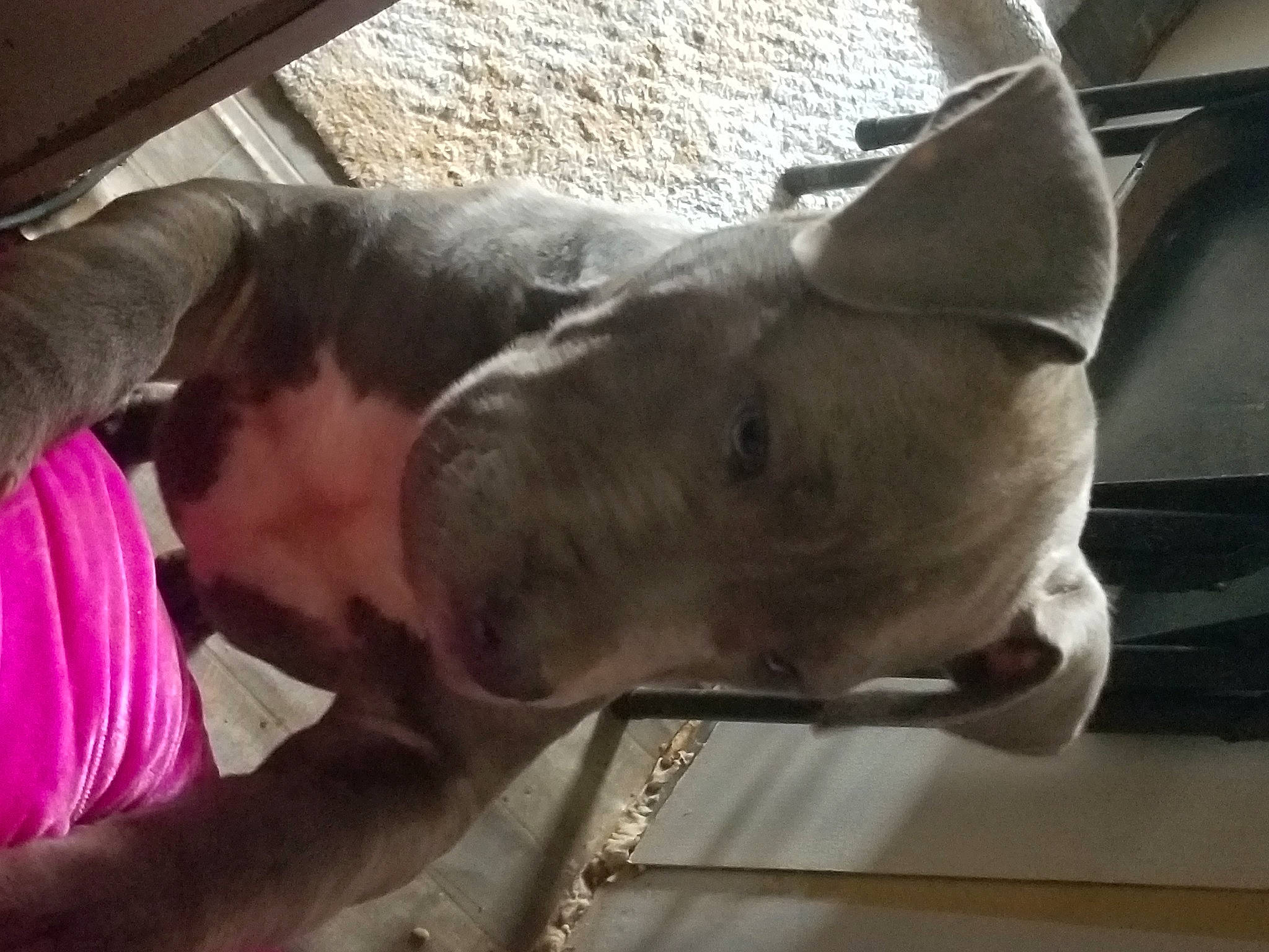 Chikita is registered to the contest to win money with this photo: canidae, carnivore, comfort, companion_dog, dog, dog_breed, ear, fawn, fur, gesture, guard_dog, human_leg, jaw, mammal, non_sporting_group, snout, sporting_group, whiskers, working_animal