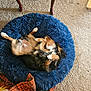 dog, pet_bed, blue, carpet, sleeping, upside_down, wooden_table, shoes, white_shoes, plaid_blanket, orange, brown, black, tan, fur, cozy, indoor, resting, home, relaxation