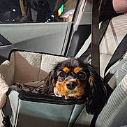Juniper joined the competition — help win amazing prizes! dog, car, seat, seatbelt, pet_carrier, night, window, interior, furry, black_and_tan, small_dog, canine, travel, cozy, looking, animal, transport, companion, car_seat, domestic_animal