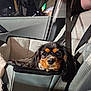 dog, car, seat, seatbelt, pet_carrier, night, window, interior, furry, black_and_tan, small_dog, canine, travel, cozy, looking, animal, transport, companion, car_seat, domestic_animal