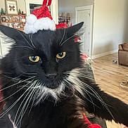 Charlie joined the competition — help win amazing prizes! black_cat, cat, christmas_hat, close_up, cozy, decorations, doorway, festive, fur, furniture, holiday, indoor, living_room, pet, portrait, shelf, tuxedo_cat, whiskers, wooden_floor, yellow_eyes