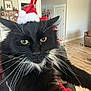 black_cat, cat, christmas_hat, close_up, cozy, decorations, doorway, festive, fur, furniture, holiday, indoor, living_room, pet, portrait, shelf, tuxedo_cat, whiskers, wooden_floor, yellow_eyes