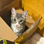 Opal joined the competition — help win amazing prizes! cat, kitten, cardboard_box, pet, curious, indoor, animal, feline, grey, white, ears, whiskers, cute, looking_up, box, soft_texture, wooden_wall, cozy, domestic, young