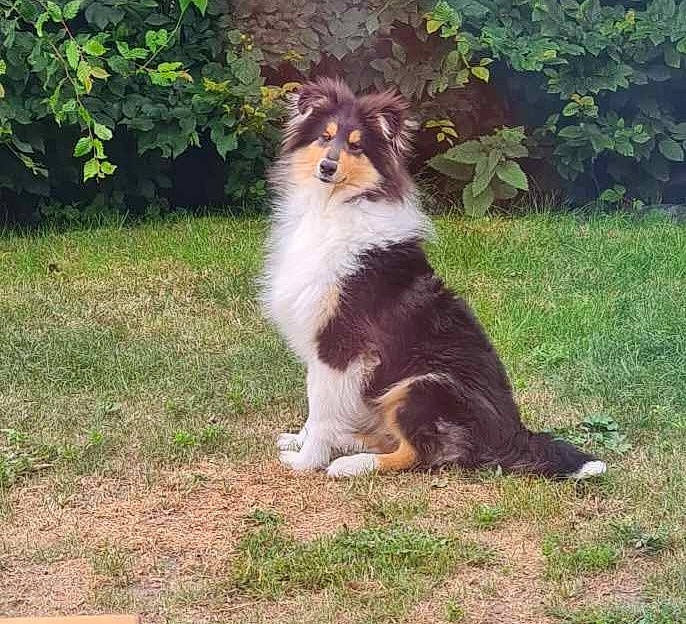 Uno participe au concours pour gagner de l'argent avec cette photo : canidae, carnivore, companion_dog, dog, dog_breed, door, fawn, fur, grass, herding_dog, king_charles_spaniel, plant, rough_collie, shetland_sheepdog, snout, sporting_group, tail, terrestrial_animal, whiskers, working_animal