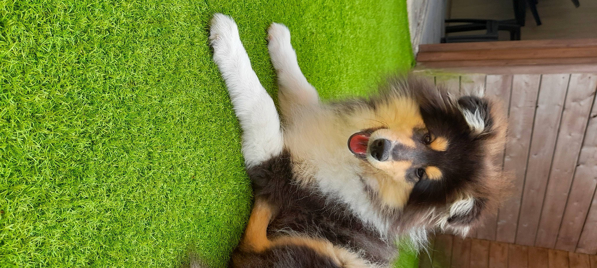 Uno participe au concours pour gagner de l'argent avec cette photo : canidae, carnivore, claw, companion_dog, dog, dog_breed, fawn, felidae, foot, fur, grass, groundcover, paw, plant, shetland_sheepdog, snout, sporting_group, tail, terrestrial_animal, whiskers