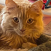 Butterbean joined the competition — help win amazing prizes! animal, blanket, cat, closeup, cozy, curious, cute, domestic_cat, eyes, face, fluffy, fur, home, indoors, orange_cat, pet, relaxed, resting, soft_light, whiskers