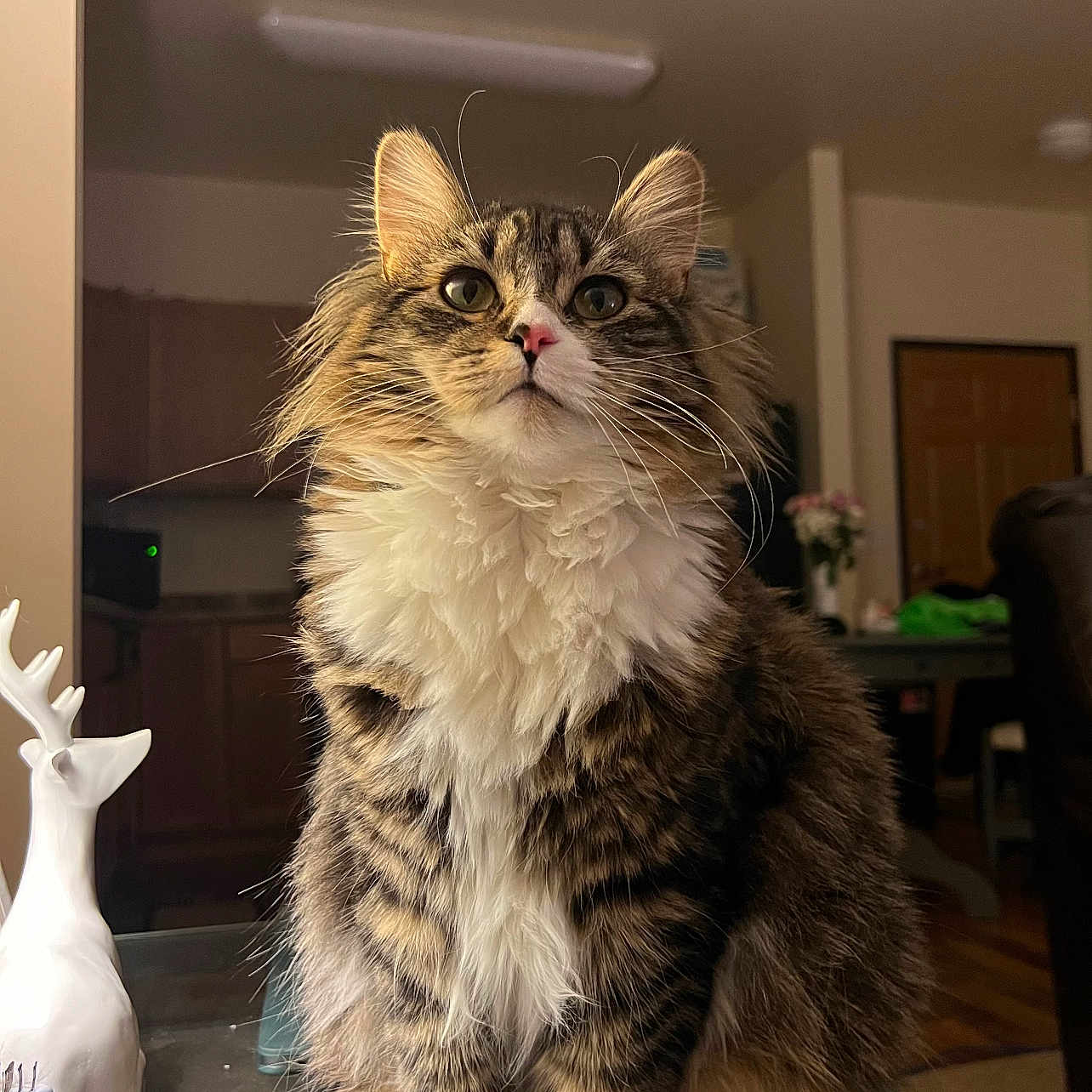 Juno is registered to the contest to win money with this photo: abyssinian, animal, architecture, building, cat, couch, furniture, hardwood, indoors, interiordesign, kitten, livingroom, manx, person, pet, plywood, room, shelf, table, wood