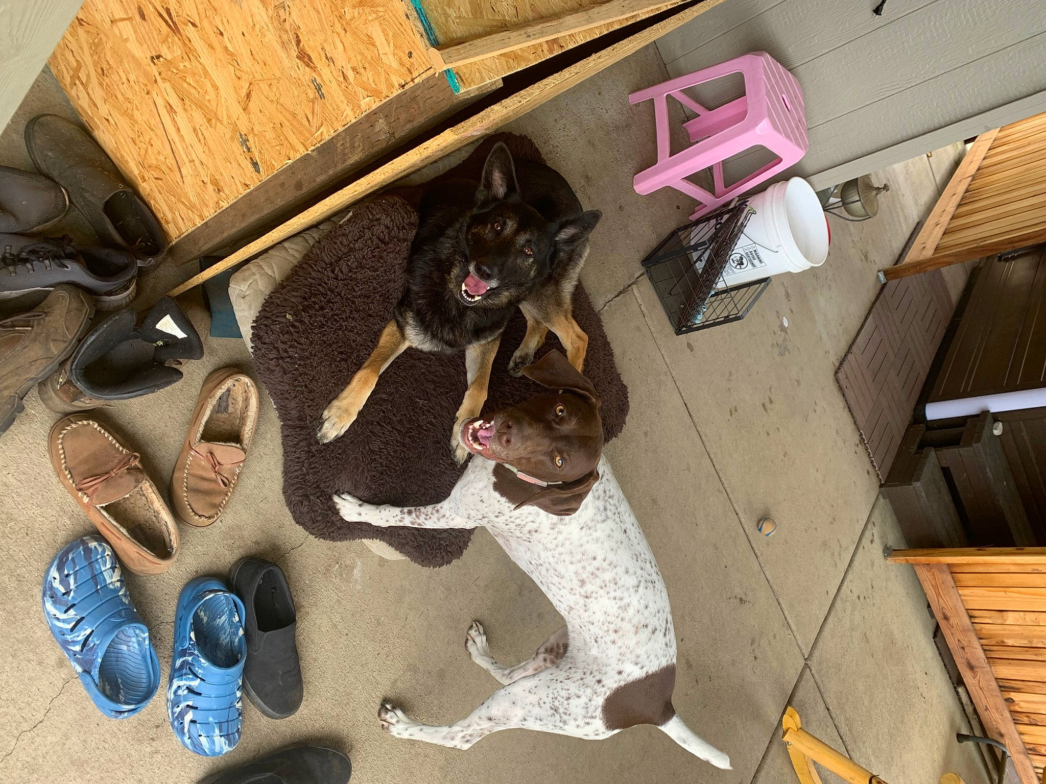 Pearl is registered to the contest to win money with this photo: canidae, carnivore, ceiling, dog, dog_breed, eyewear, fawn, floor, flooring, fun, fur, guard_dog, hardwood, plywood, room, sporting_group, tail, tree, wood