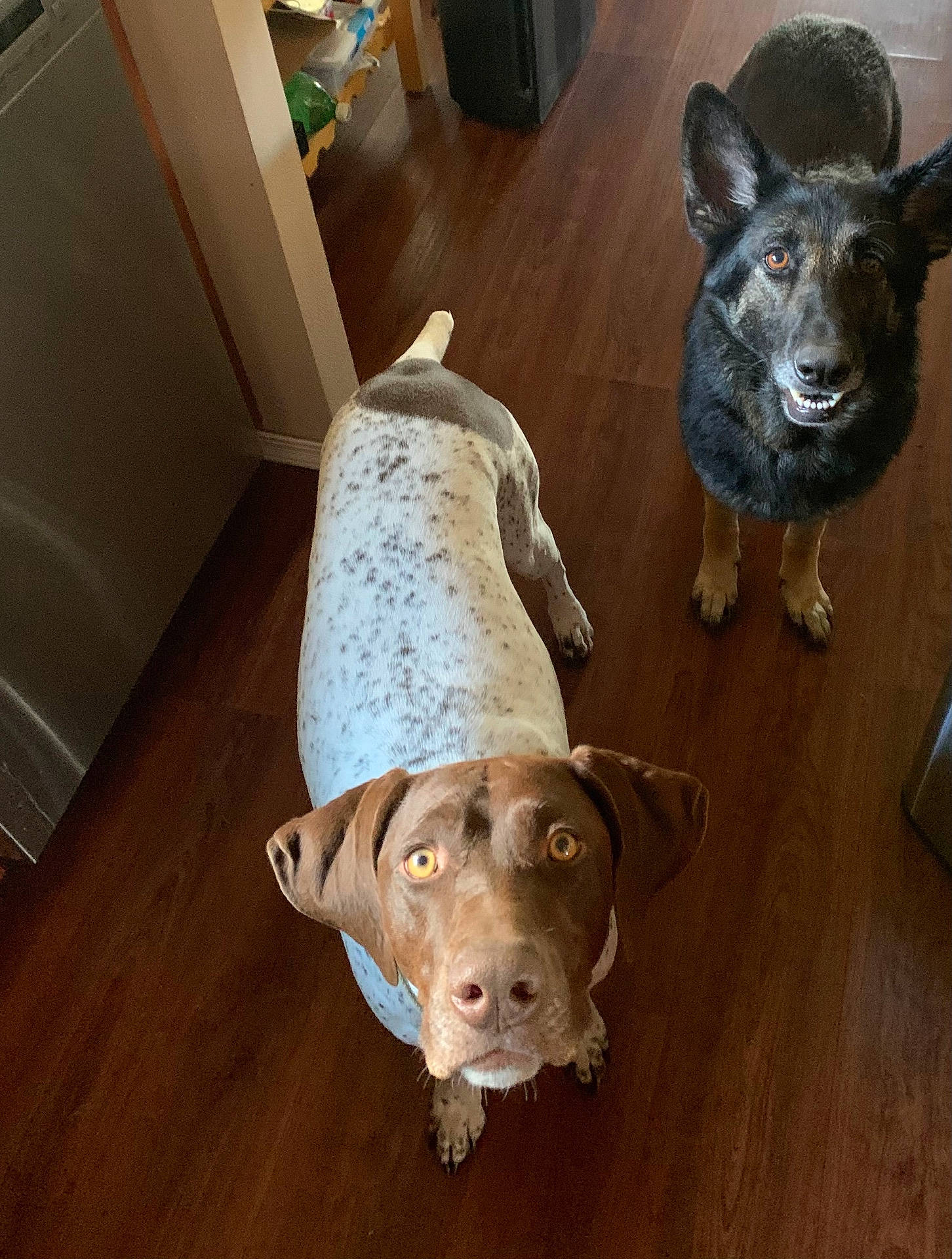 Pearl is registered to the contest to win money with this photo: animal, ball, bulldog, canine, dog, hardwood, hound, indoors, interiordesign, labradorretriever, pet, plywood, pointer, puppy, sport, stainedwood, tennis, tennisball, whitedog, wood