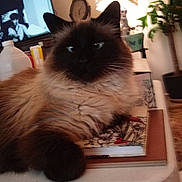 Coco Chanel is registered to the contest to win money with this photo: cat, fluffy, table, book, lamp, plant, clock, living_room, furniture, indoor, domestic_animal, pet, fur, black_and_brown, relaxing, close_up, household_items, television, decor, cozy