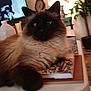 cat, fluffy, table, book, lamp, plant, clock, living_room, furniture, indoor, domestic_animal, pet, fur, black_and_brown, relaxing, close_up, household_items, television, decor, cozy