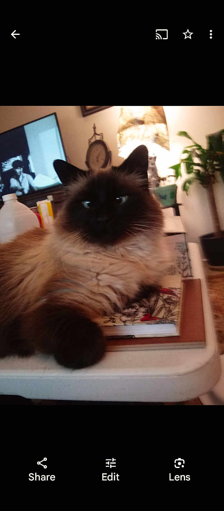 Coco Chanel