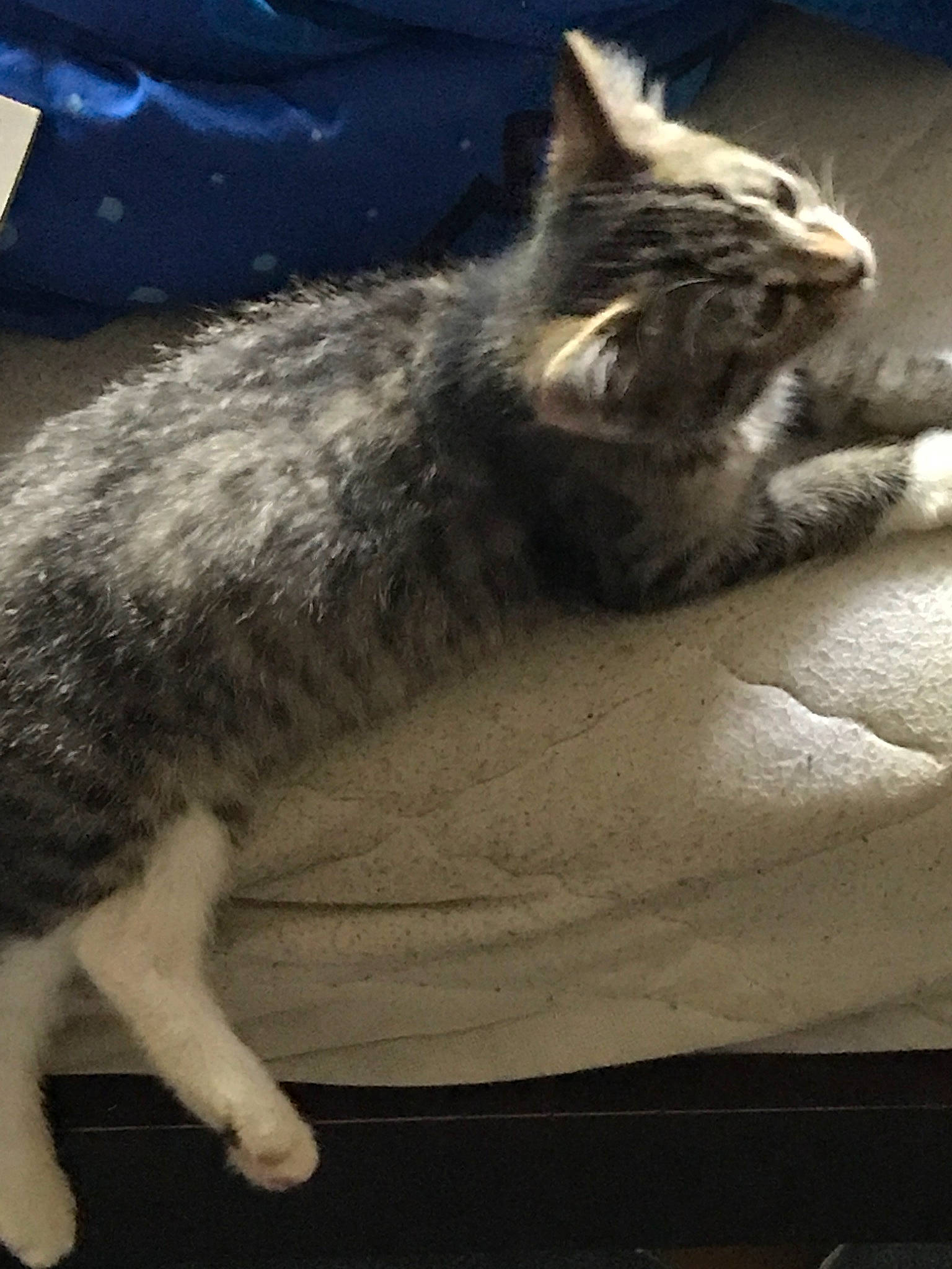 Simba joined the competition — help win amazing prizes! carnivore, cat, domestic_short_haired_cat, dragon_li, european_shorthair, felidae, fur, kitten, mammal, sky, small_to_medium_sized_cats, tabby_cat, tail, whiskers, wild_cat