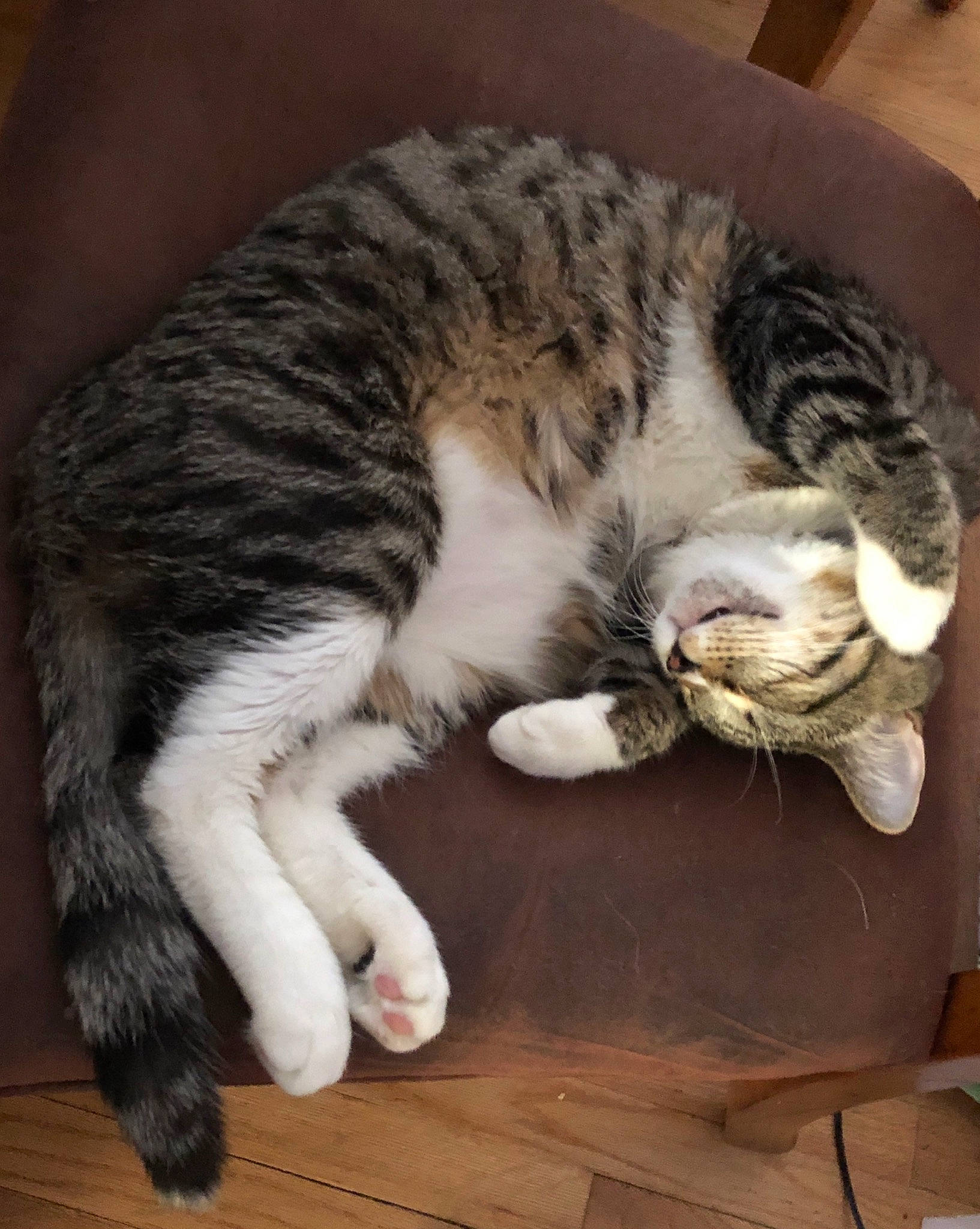 Simba joined the competition — help win amazing prizes! american_shorthair, asian, carnivore, cat, claw, domestic_short_haired_cat, dragon_li, european_shorthair, felidae, fur, kitten, mammal, nap, paw, polydactyl_cat, sleep, small_to_medium_sized_cats, tabby_cat, tail, whiskers