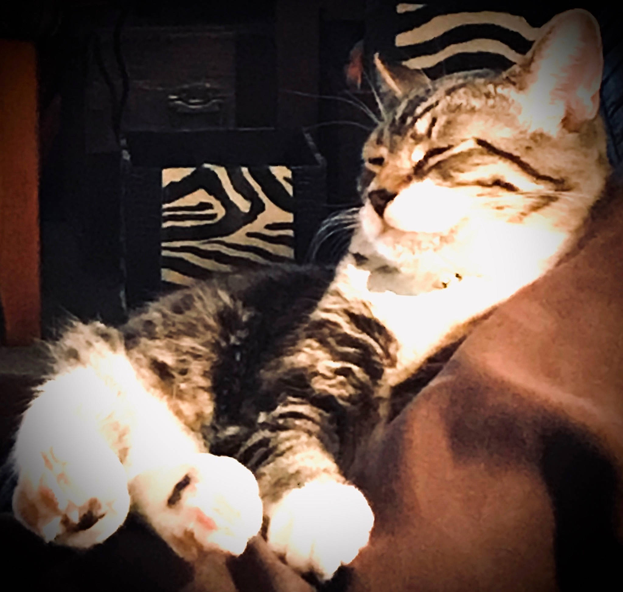 Simba joined the competition — help win amazing prizes! american_shorthair, american_wirehair, asian, california_spangled, carnivore, cat, claw, domestic_short_haired_cat, ear, european_shorthair, felidae, fur, kitten, paw, polydactyl_cat, small_to_medium_sized_cats, sokoke, tabby_cat, tail, whiskers