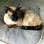 Doudette participe au concours pour gagner de l'argent avec cette photo : animal, cat, cozy, cute, domestic, ears, feline, floor, fur, gray, home, indoor, pet_bed, resting, siamese, sleepy, soft, tail, tile_floor, whiskers