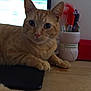 animal, cat, closeup, computer_screen, cute, desk, feather, feline, home_office, indoor, laptop, orange_tabby, paws, pen_holder, pens, pet, relaxed, whiskers, wooden_surface, workspace