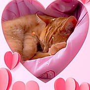 Tino participe au concours pour gagner de l'argent avec cette photo : animal, background, blur, cat, closeup, comfort, cozy, cuddle, cute, feline, ginger, heart_shape, love, nap, pet, pink, resting, sleeping, soft, warm