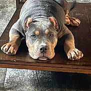 Koda joined the competition — help win amazing prizes! animal, brown_paws, cute, direct_gaze, dog, floppy_ears, front_view, furniture, gray_coat, indoor, large_paws, lying_down, pet, pit_bull, portrait, puppy, serious_expression, tile_floor, wooden_bench, wrinkled_face