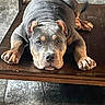 animal, brown_paws, cute, direct_gaze, dog, floppy_ears, front_view, furniture, gray_coat, indoor, large_paws, lying_down, pet, pit_bull, portrait, puppy, serious_expression, tile_floor, wooden_bench, wrinkled_face