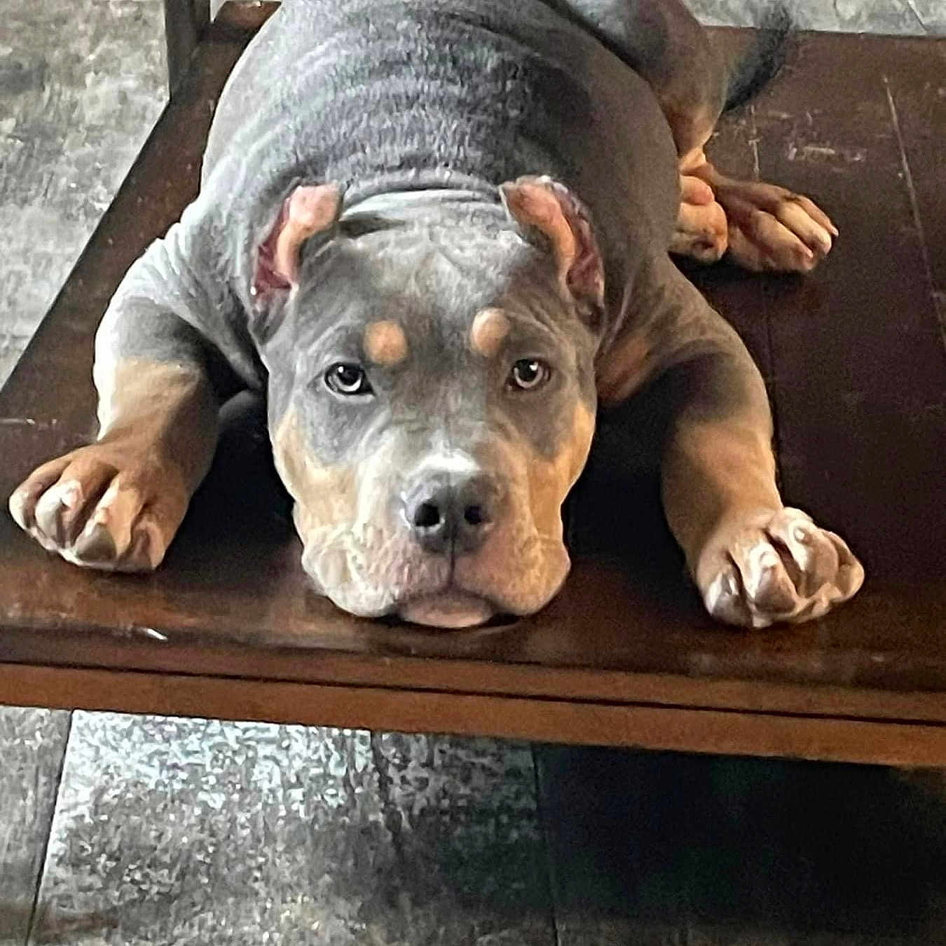 Koda